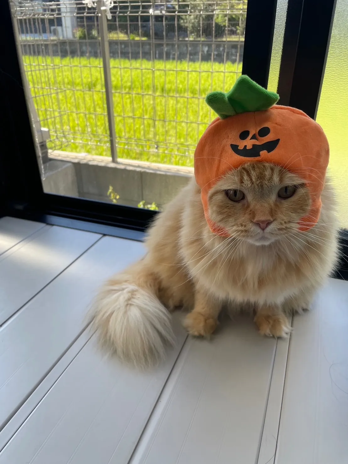 ハッピーハロウィン🎃