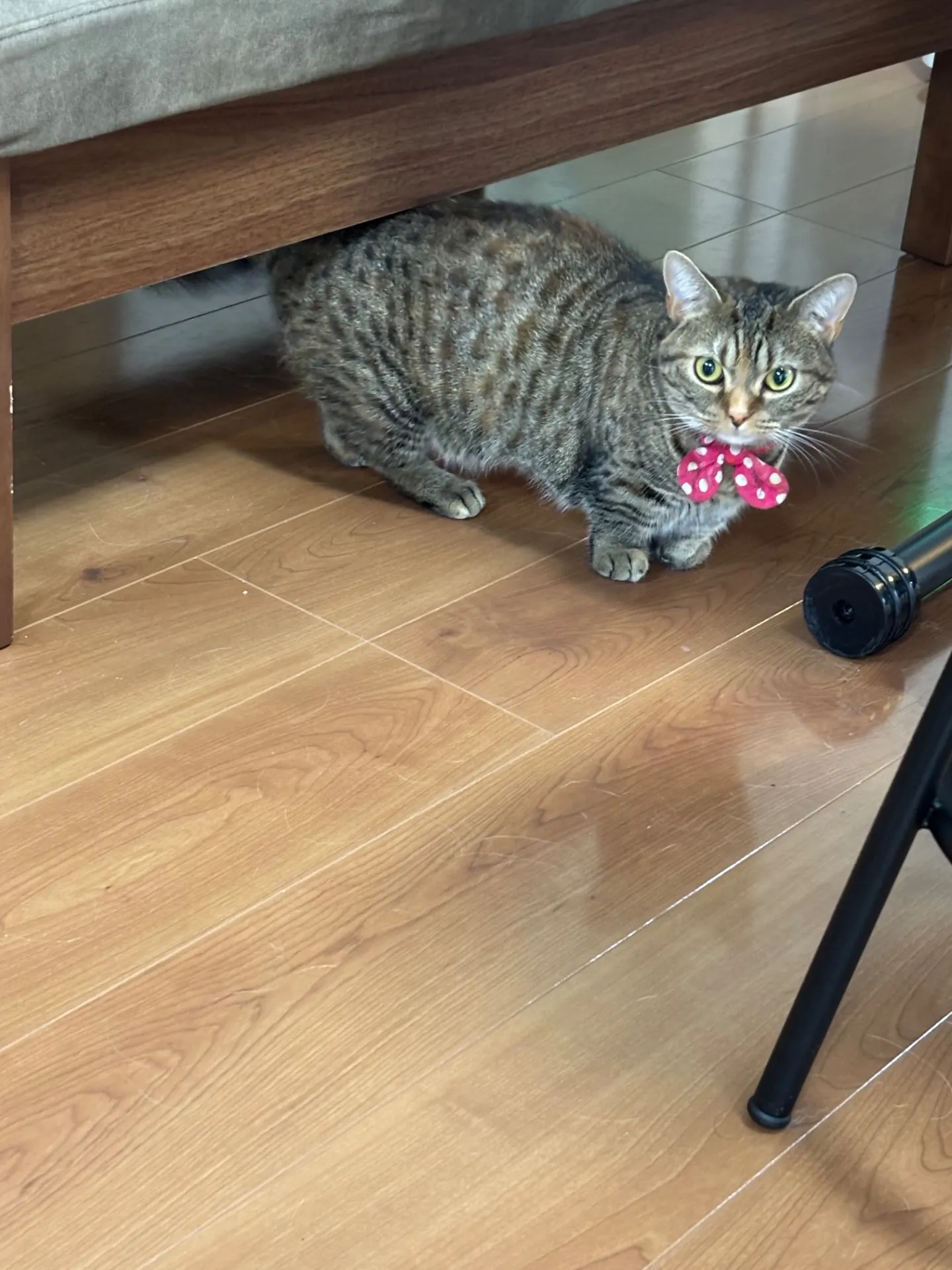 今日のにゃんこ