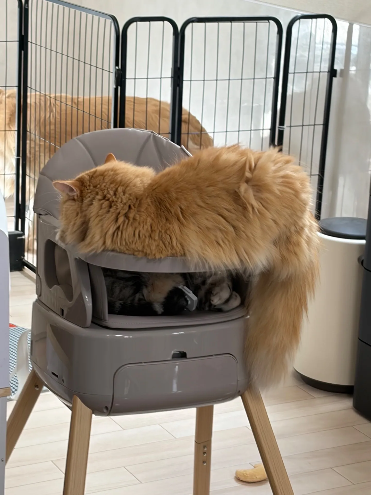 にゃんこの休日🐈🐾